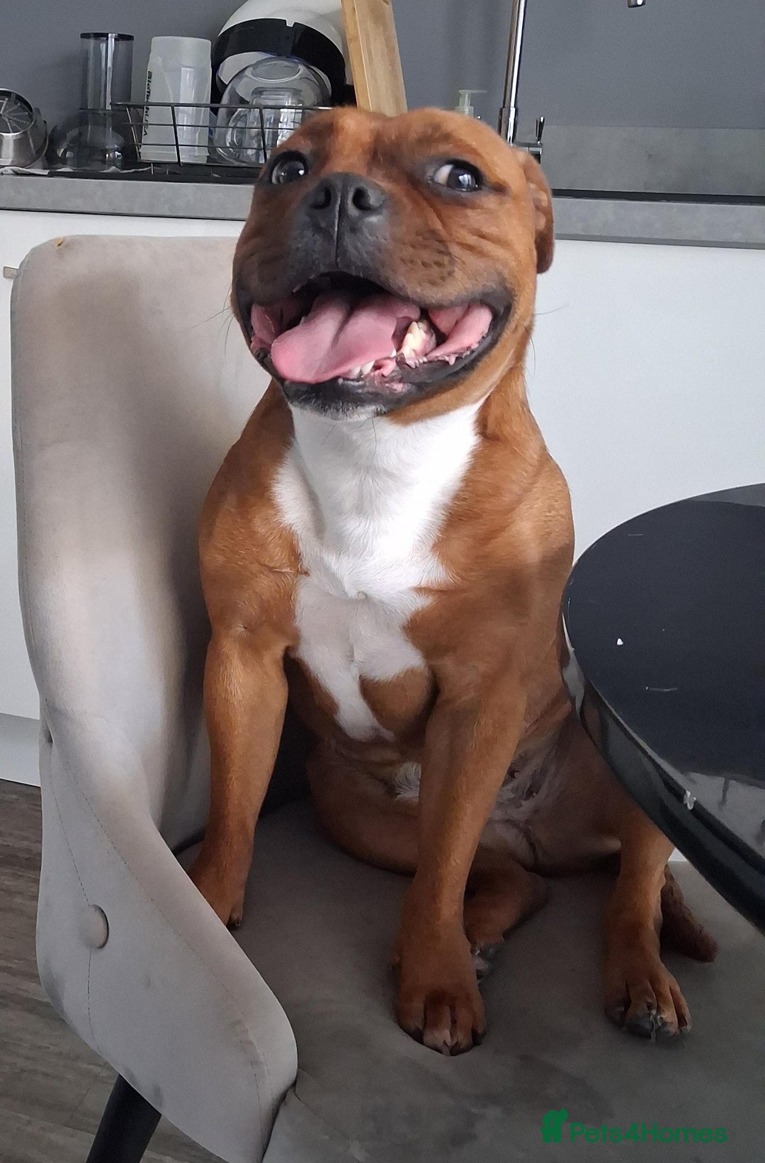 Staffordshire Bull Terrier dogs for sale: Show quality Staffordshire Bull Terrier - Advert 33