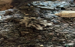 Tarantulas invertebrates for sale: Tarantula  - Image 4