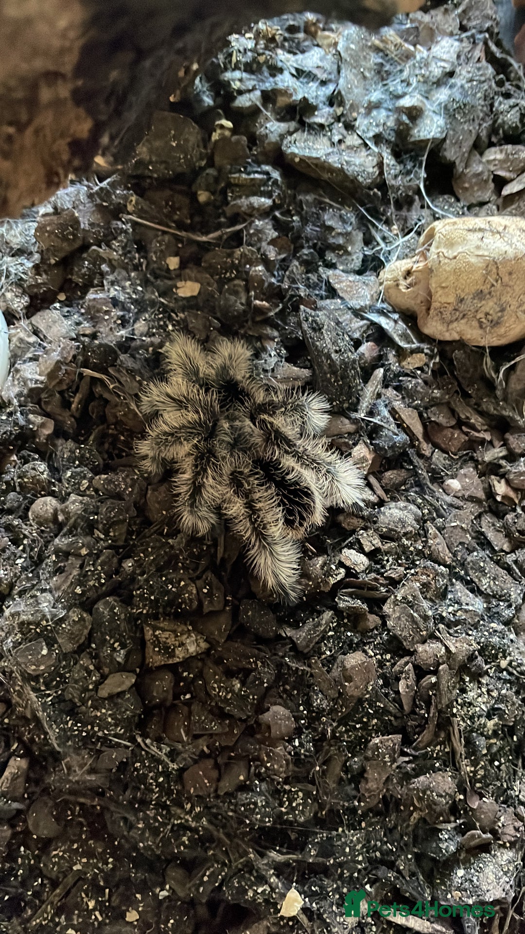 Tarantulas invertebrates for sale: Tarantula  - Image 4