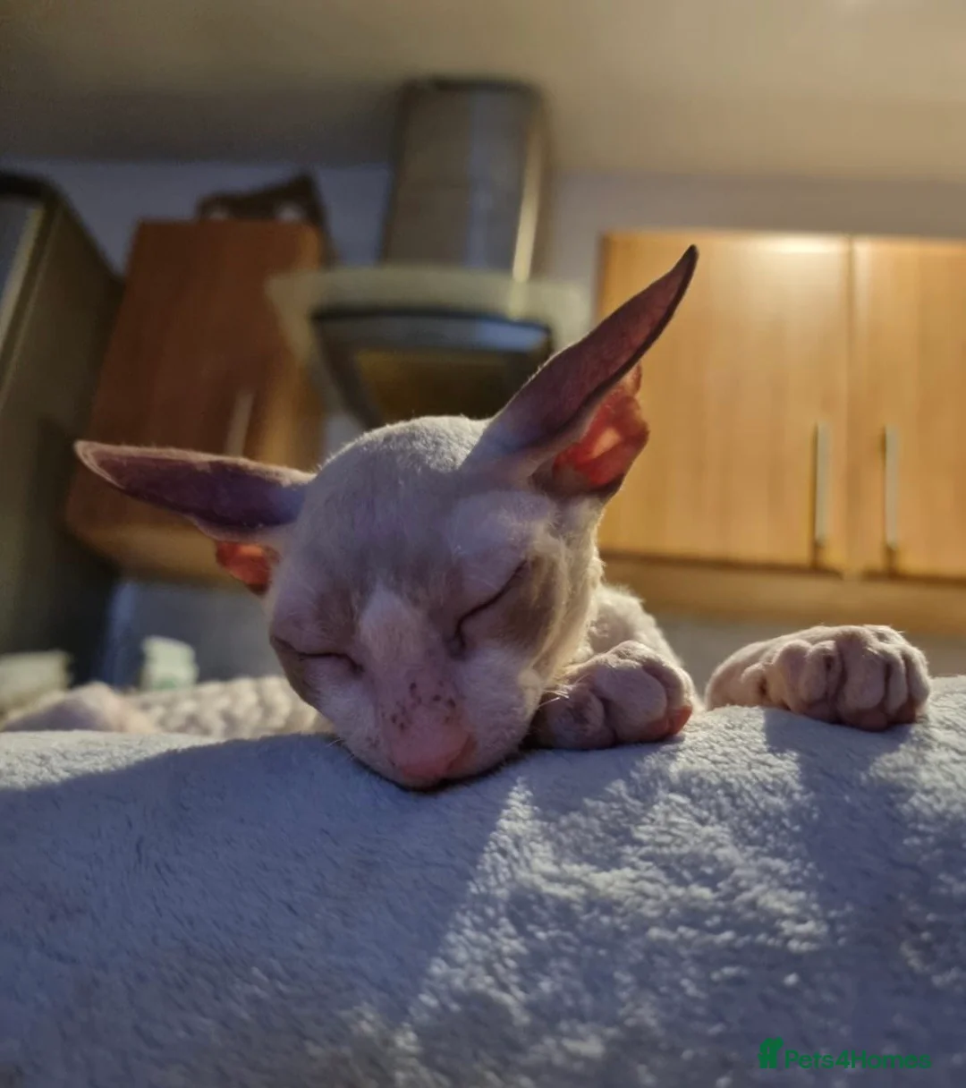 Oriental cats for sale: 2 lovely brothers looking for new home.  - Advert 1