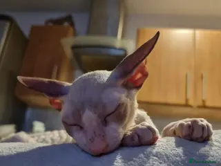 Oriental cats 2 lovely brothers looking for new home. - Advert 10