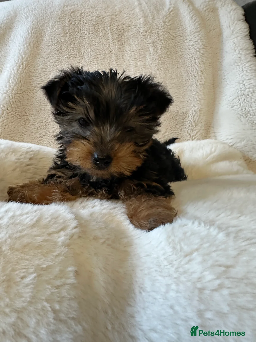 Yorkshire Terrier dogs for sale: Yorkshire terrier puppies for sale  - Advert 2