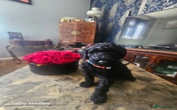 Miniature Poodle dogs for sale: Kc reg outstanding miniature Poodles in Stourbridge - Image 30