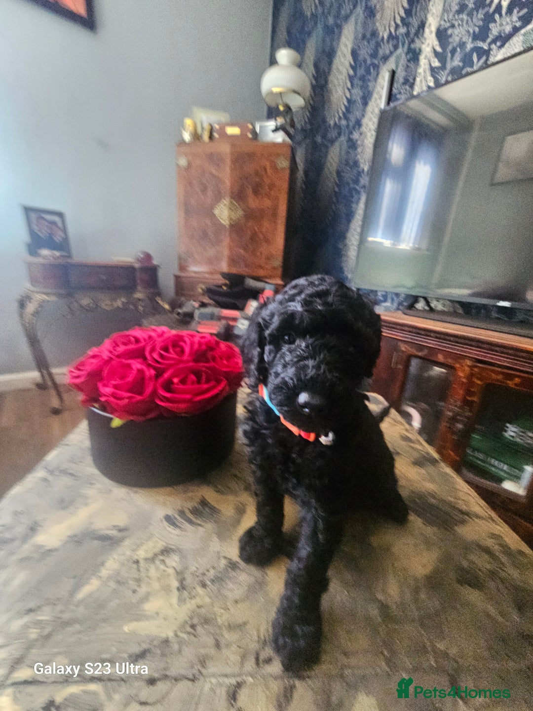 Miniature Poodle dogs for sale: Kc reg outstanding miniature Poodles in Stourbridge - Image 30