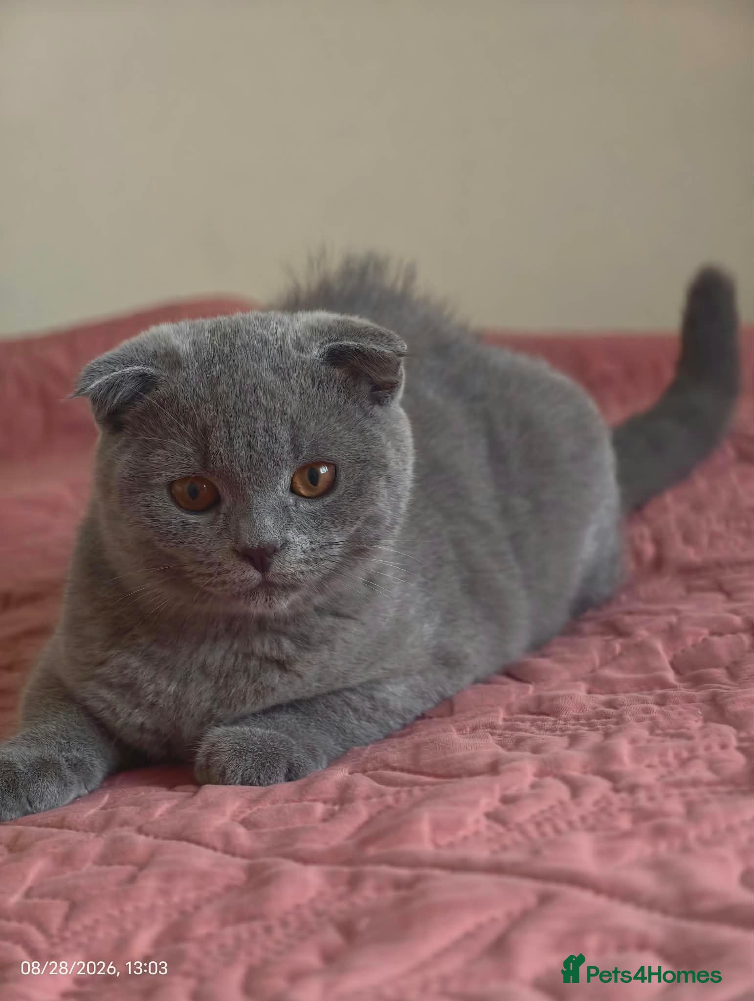 Scottish Fold cats 2 Lovely Scotish Fold Male Kittens  - Advert 1