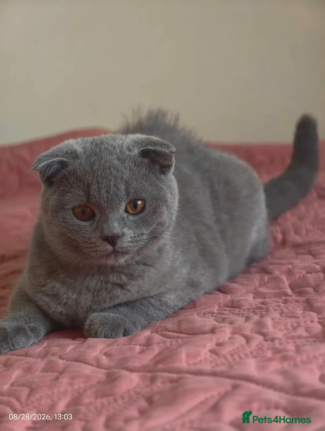Scottish Fold cats for sale: 2 Lovely Scotish Fold Male Kittens  - Advert 1