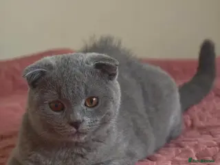 Scottish Fold cats 2 Lovely Scotish Fold Male Kittens - Advert 5