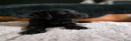 Labrador Retriever dogs for sale: High Quality Chunky Black Labrador Puppies - Advert 7