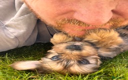 Yochon dogs for sale: Millie’s first litter  - Image 9
