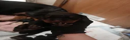 Rottweiler dogs for sale: Chunky Rottweiler puppies 🐶  - Advert 8