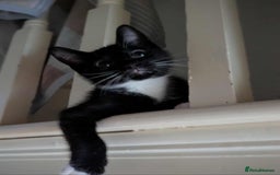 Mixed Breed cats for sale: Kitten Beau  - Image 17