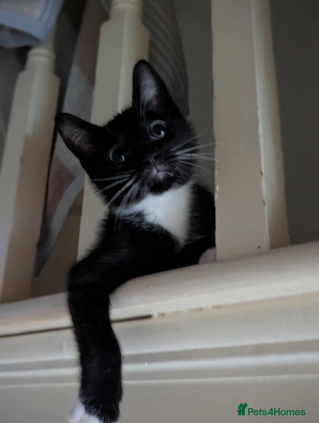 Mixed Breed cats for sale: Kitten Beau  - Image 17