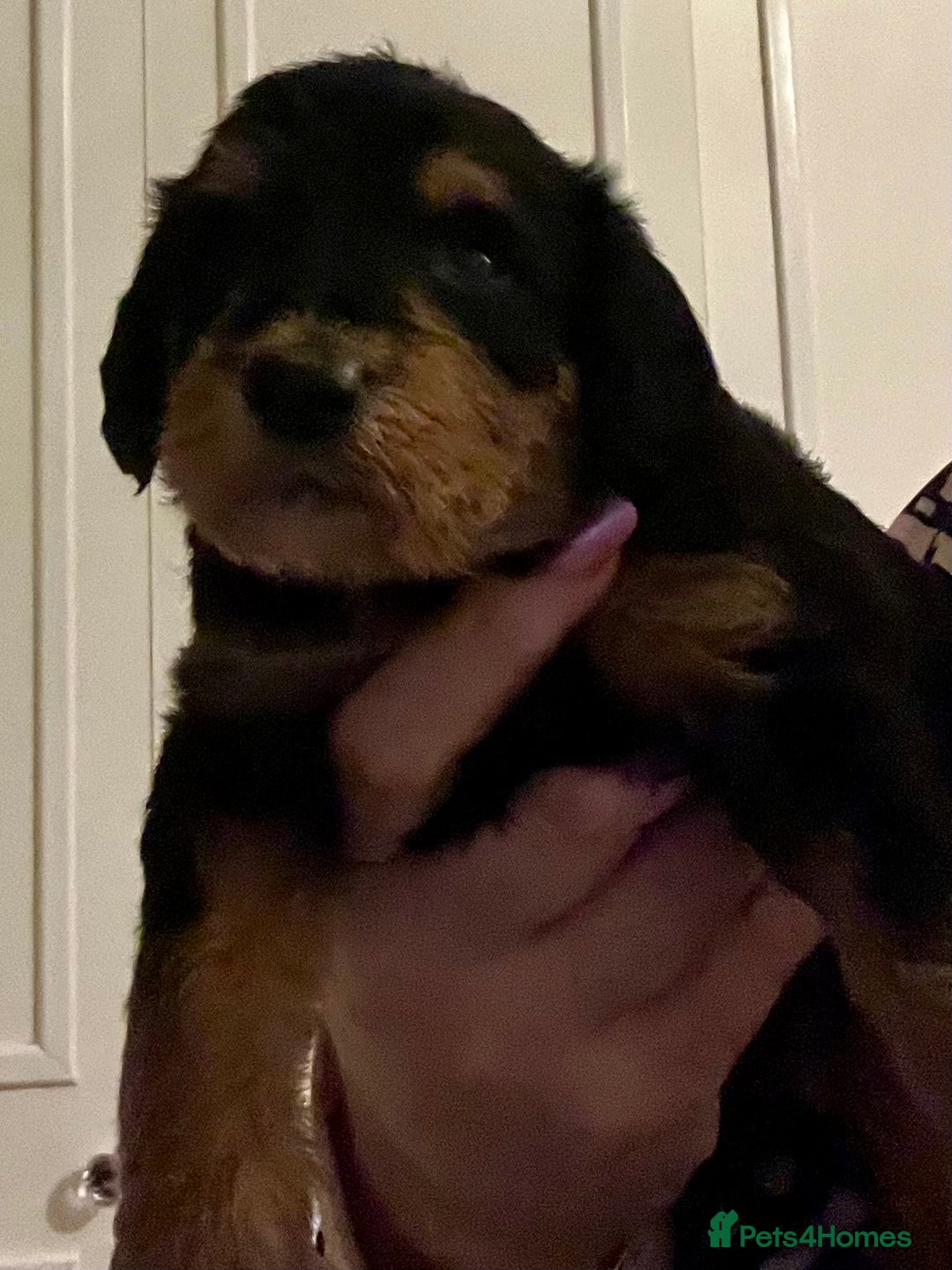 Mixed Breed dogs for sale: 🐾🐶Adorable and very cute Cavaschnauzer 🐶🐾 - Image 12