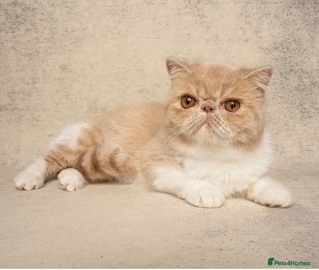 Exotic cats 🩷 STUNNING ACTIVE BREEDING GIRL 🩷 - Advert 1