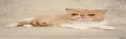 Exotic cats for sale: 🩷 STUNNING ACTIVE BREEDING GIRL 🩷 - Advert 3