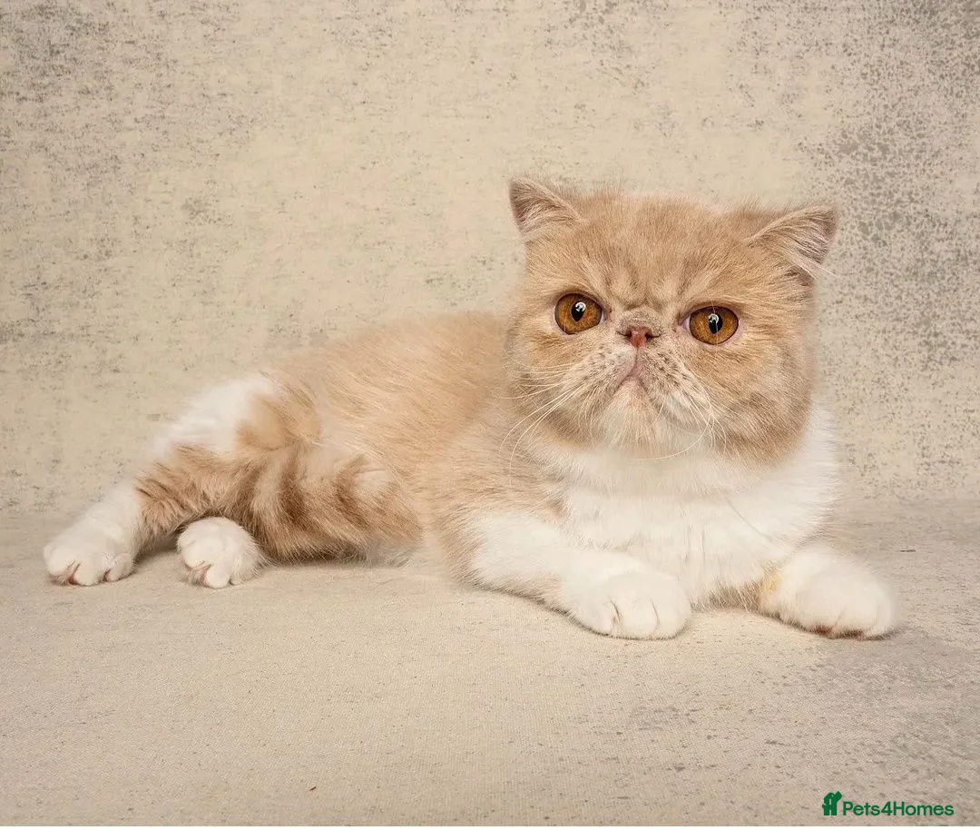 Exotic cats for sale: 🩷 STUNNING ACTIVE BREEDING GIRL 🩷 - Advert 3