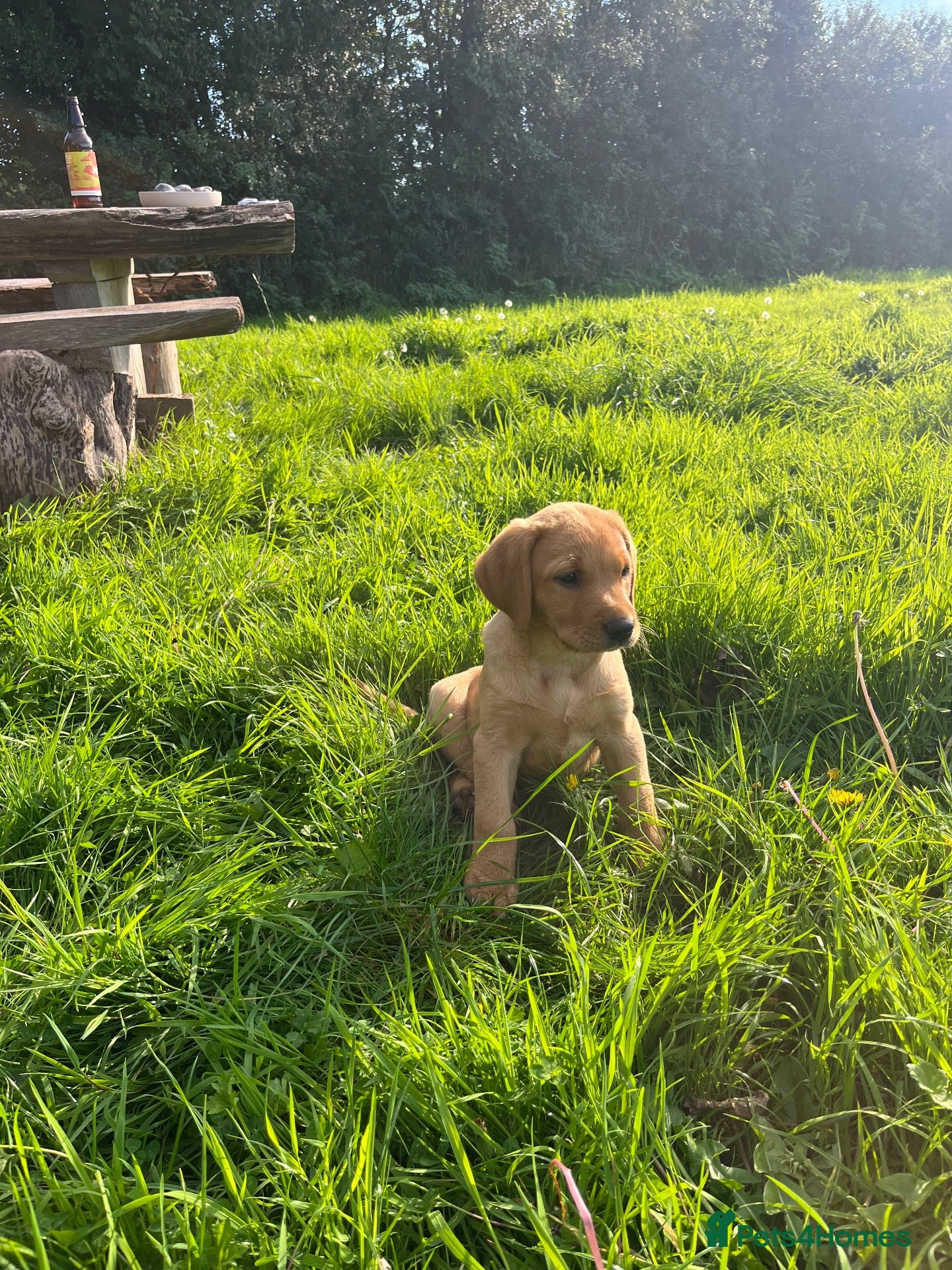 Labrador Retriever dogs KC fox red puppies - Advert 2