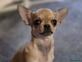 Chihuahua dogs - Advert 31