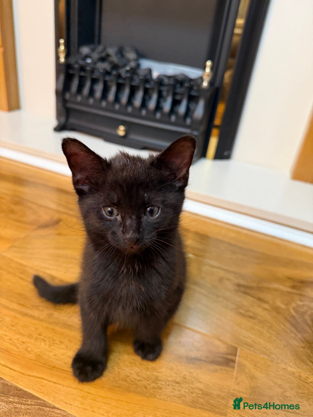 Mixed Breed cats for sale: 2 Tabby boy  - Image 4