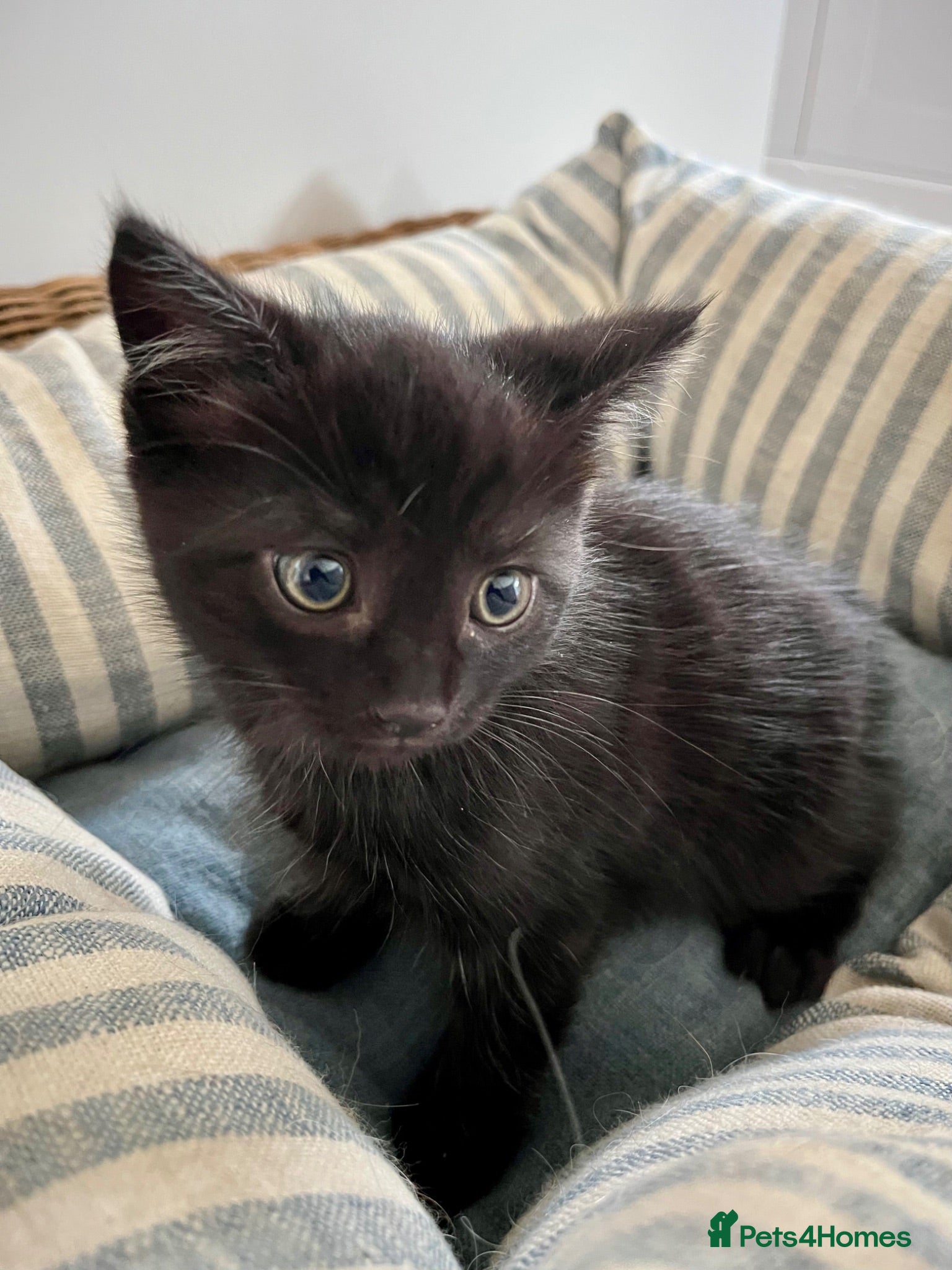 Ragdoll cats Ragdoll x well handled calm loving boy kitten - Advert 11