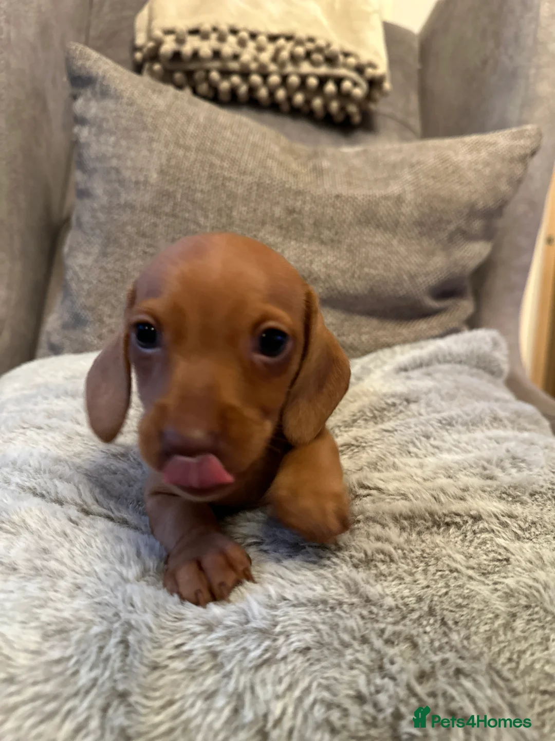 Miniature Dachshund dogs for sale: KC miniature dachshunds  - Advert 24