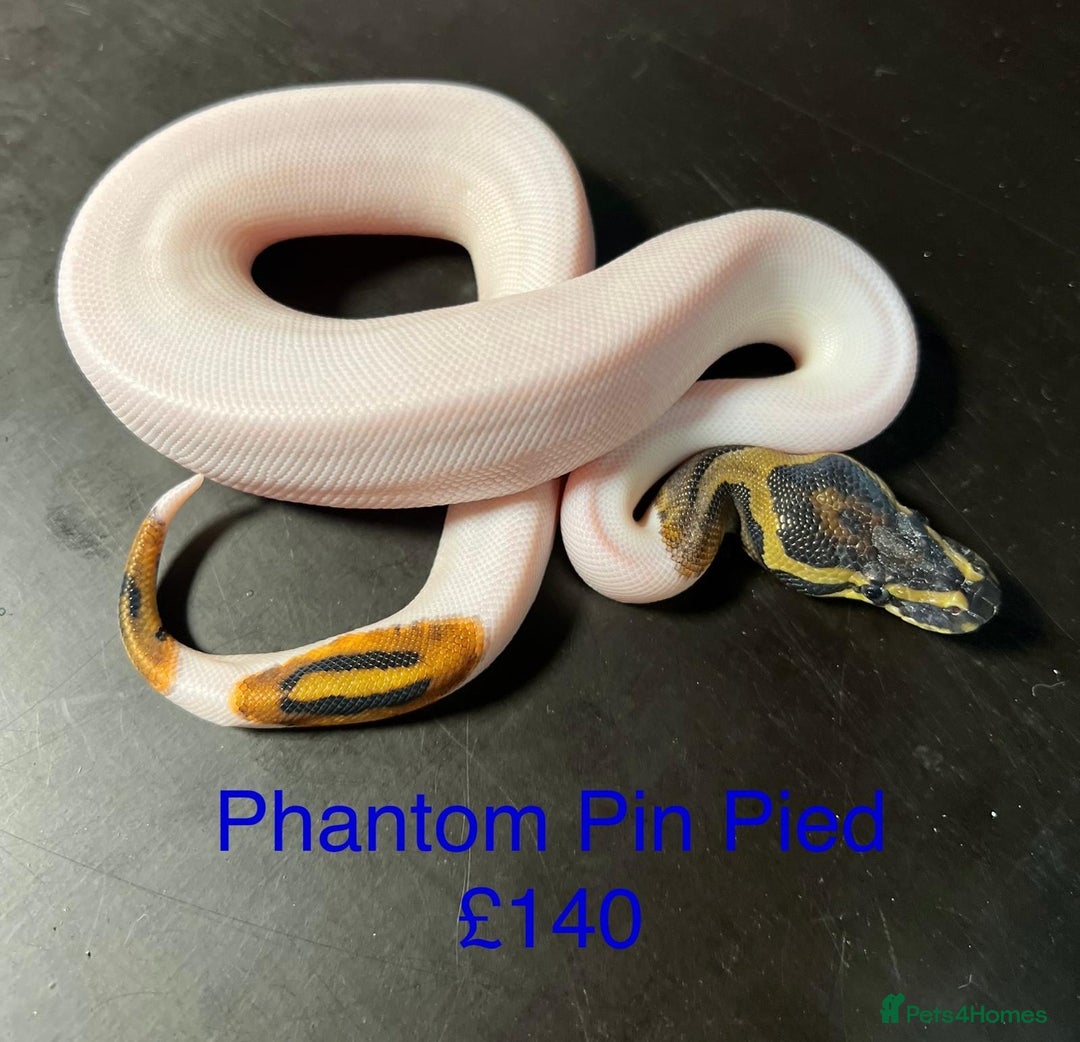 Python Snake reptiles for sale: Ball/royal pythons  - Image 8
