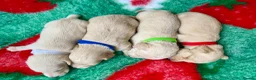 Miniature Dachshund dogs for sale: KC CLR Long Hair Cream Mini Dachshunds - Advert 7