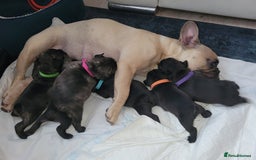 French Bulldog dogs for sale: 2 Girls and 4 Boys - Image 23