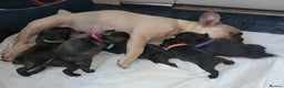 French Bulldog dogs for sale: 2 Girls and 4 Boys - Advert 9