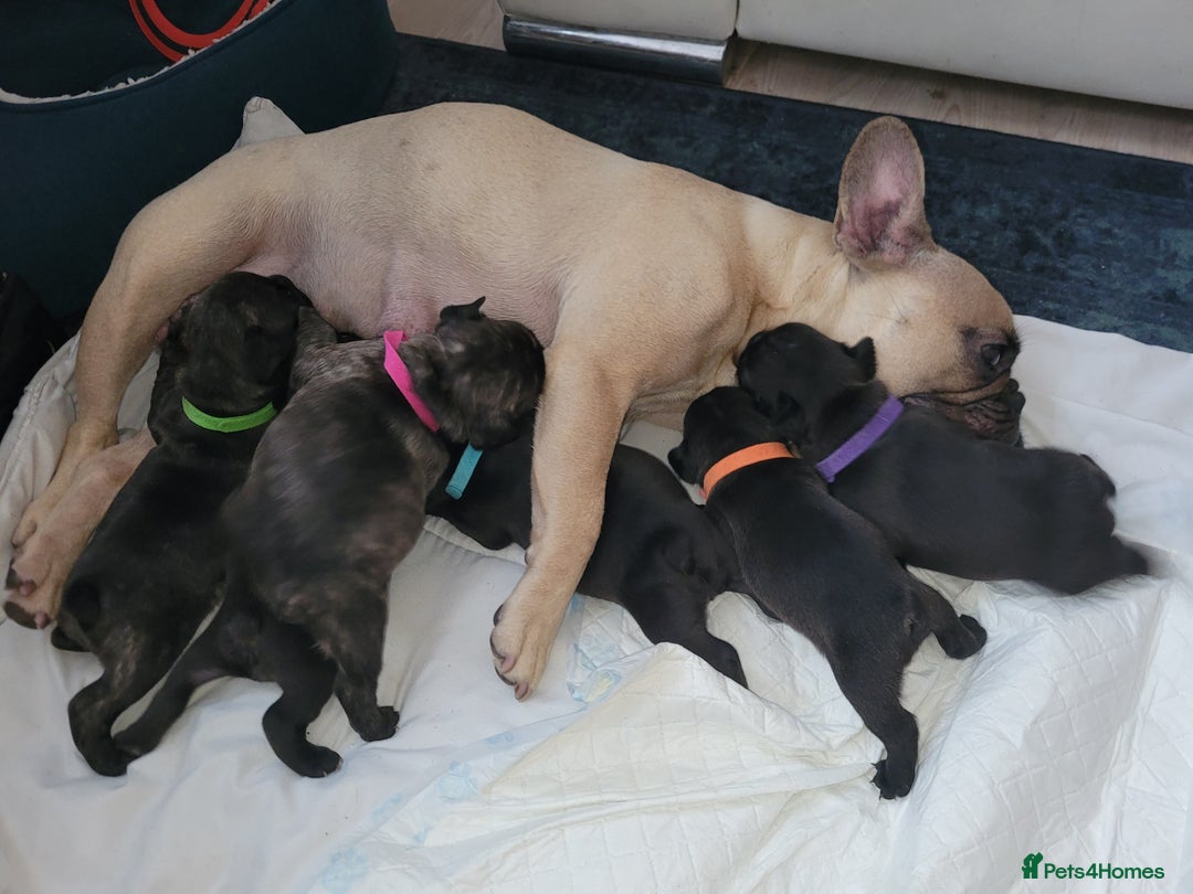 French Bulldog dogs for sale: 2 Girls and 4 Boys - Image 23