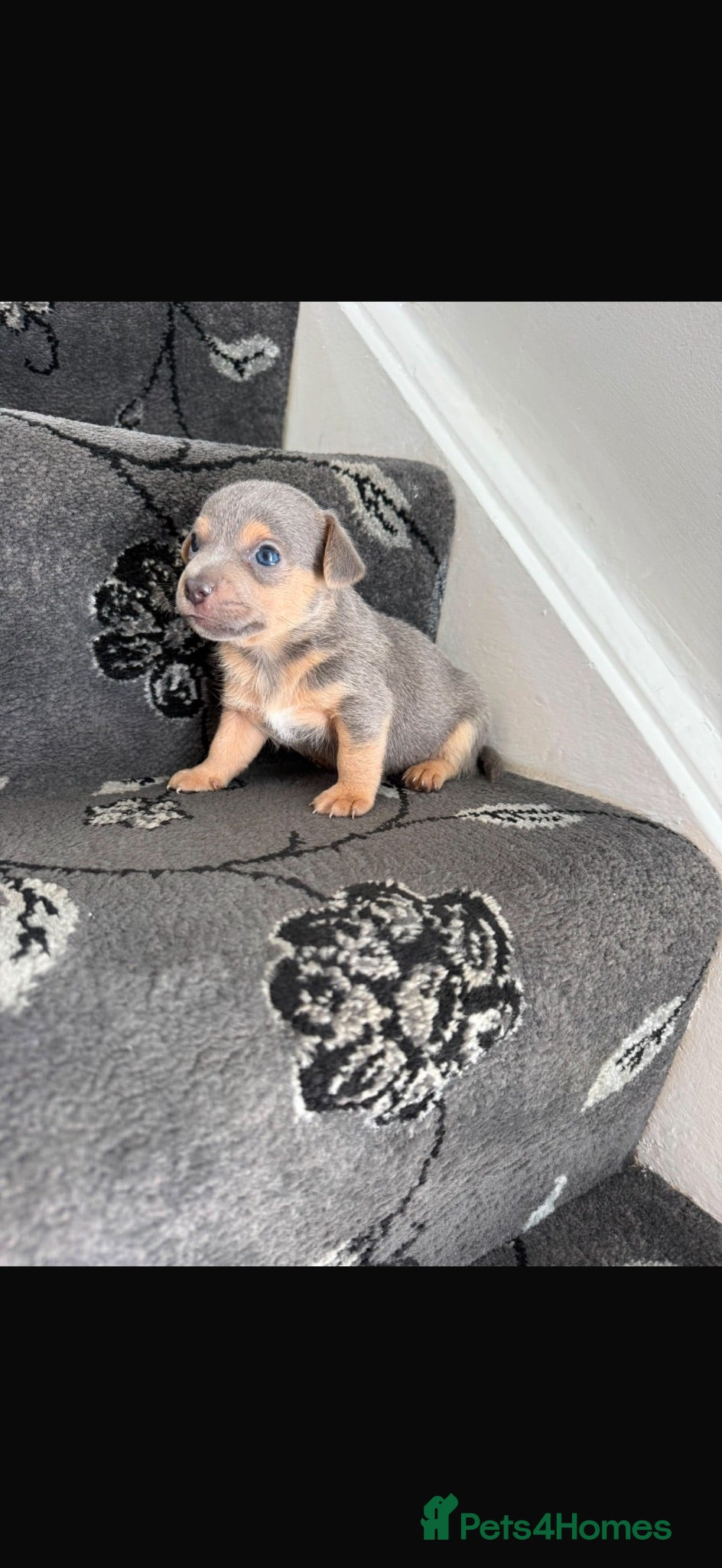Jack Russell dogs Blue and tan + lilac and tan mini Jack Russell  - Advert 1