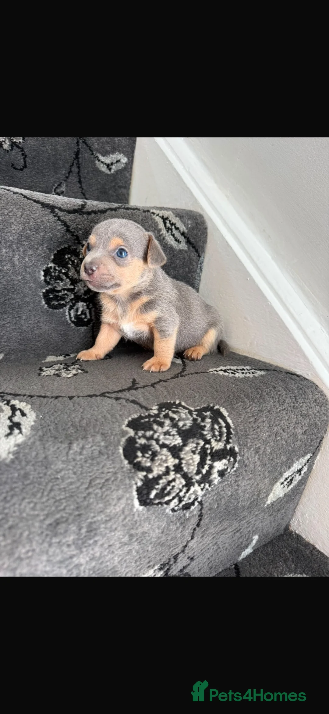 Jack Russell dogs for sale: Blue and tan + lilac and tan mini Jack Russell  - Advert 1