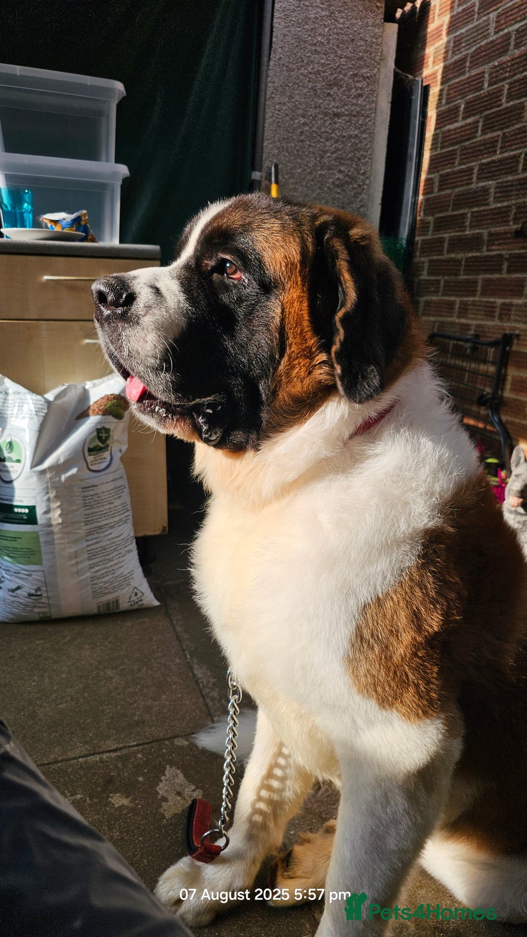 Saint Bernard dogs for stud: Kc reg Saint bernard for stud  in Bedford - Image 14