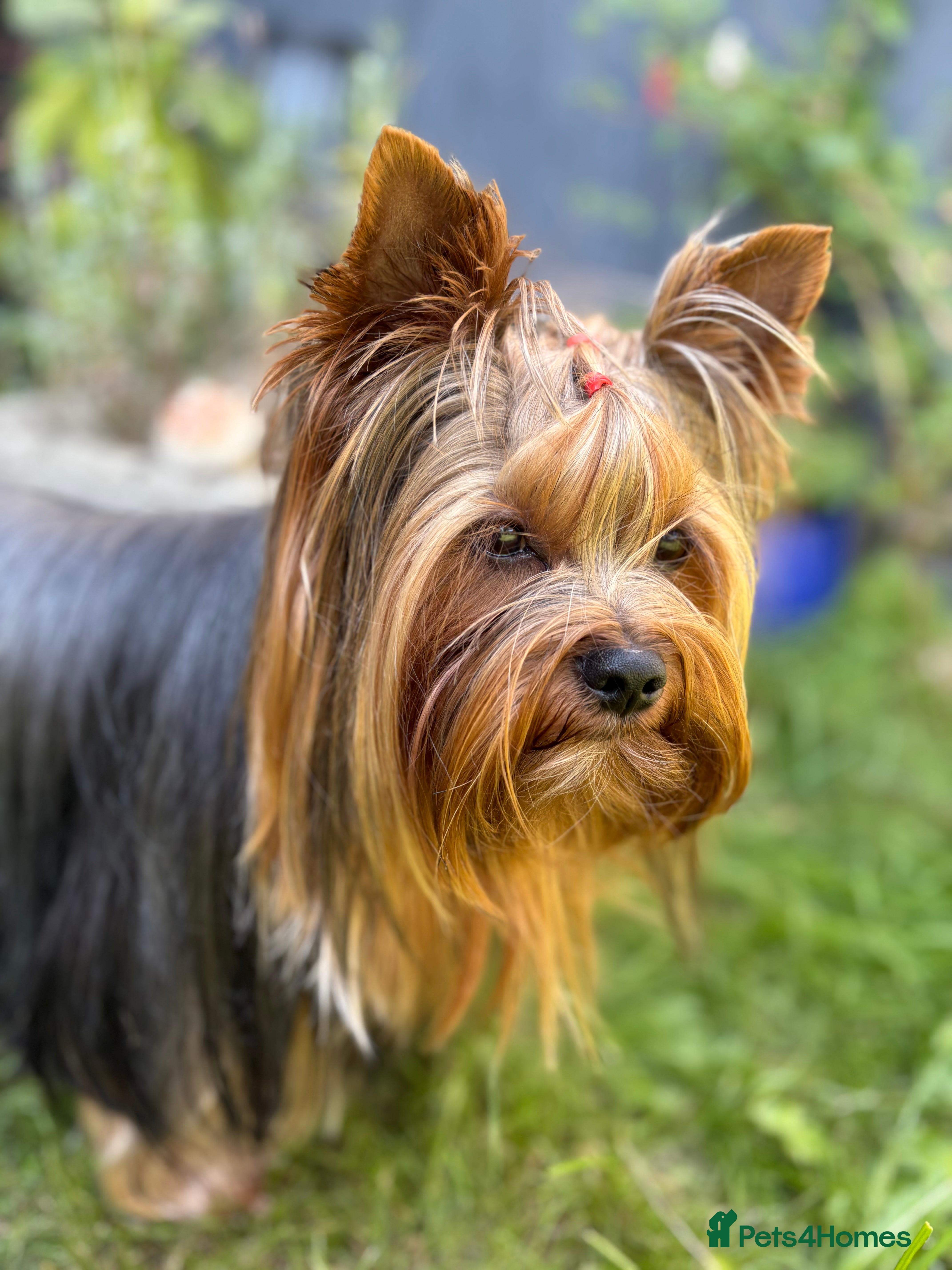 Yorkshire Terrier dogs Full pedigree Yorkshire Terrier for STUD in Caterham - Advert 4