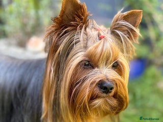 Yorkshire Terrier dogs in Caterham - Advert 12