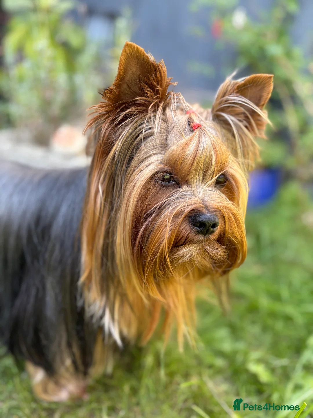 Yorkshire Terrier dogs for stud: Full pedigree Yorkshire Terrier for STUD in Caterham - Advert 1
