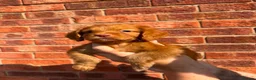 Cocker Spaniel dogs for sale: Quality working spaniels - Advert 5