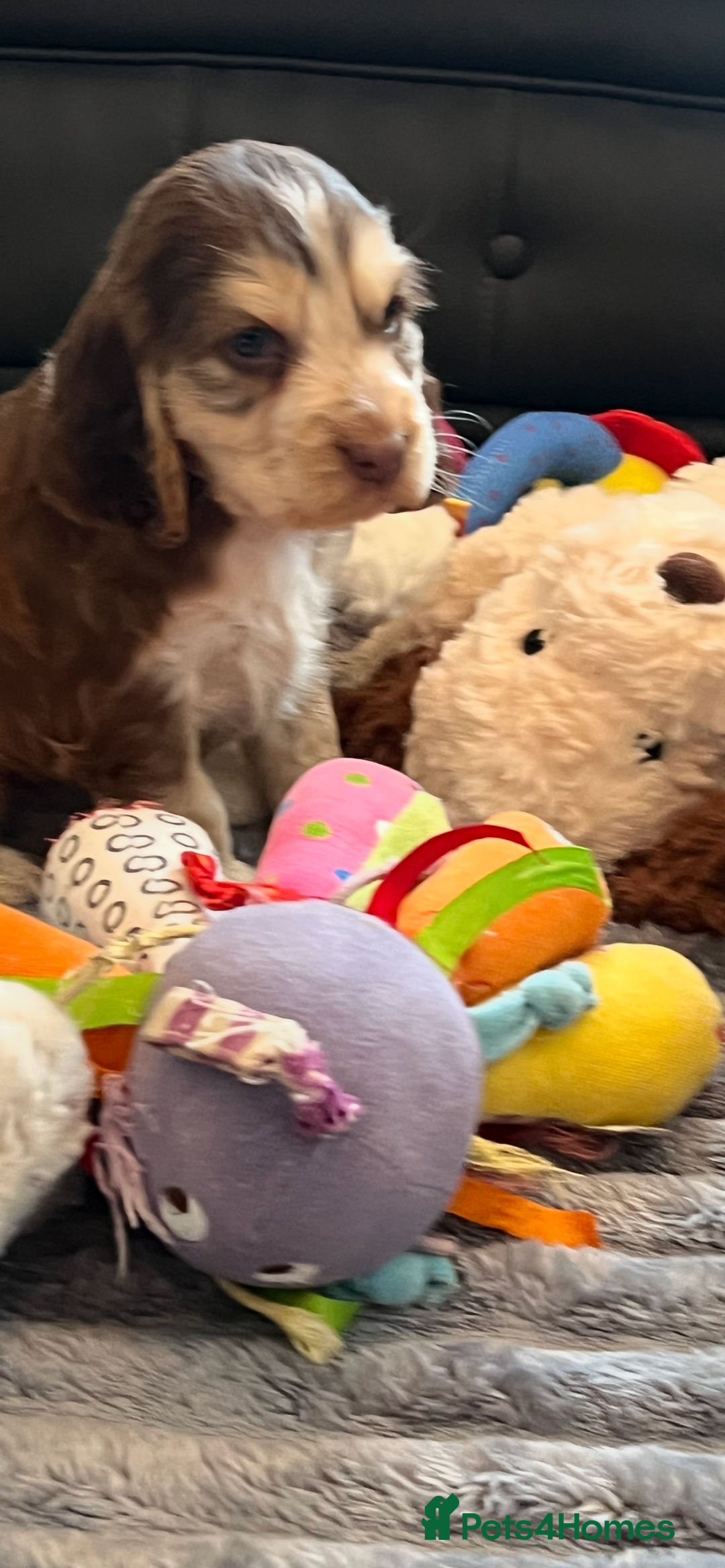 Cocker Spaniel dogs for sale: True show cocker spaniel pups  - Image 25