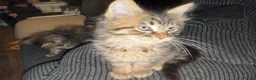 Maine Coon cats for sale: Gorgeous Maine Coon X Kittens Ready Now! 🐾 - Advert 5