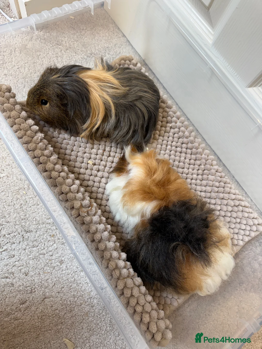 Guinea Pig rodents for sale: 2 male guinea pigs  - Advert 1