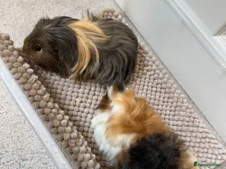 Guinea Pig rodents 2 male guinea pigs - Advert 1