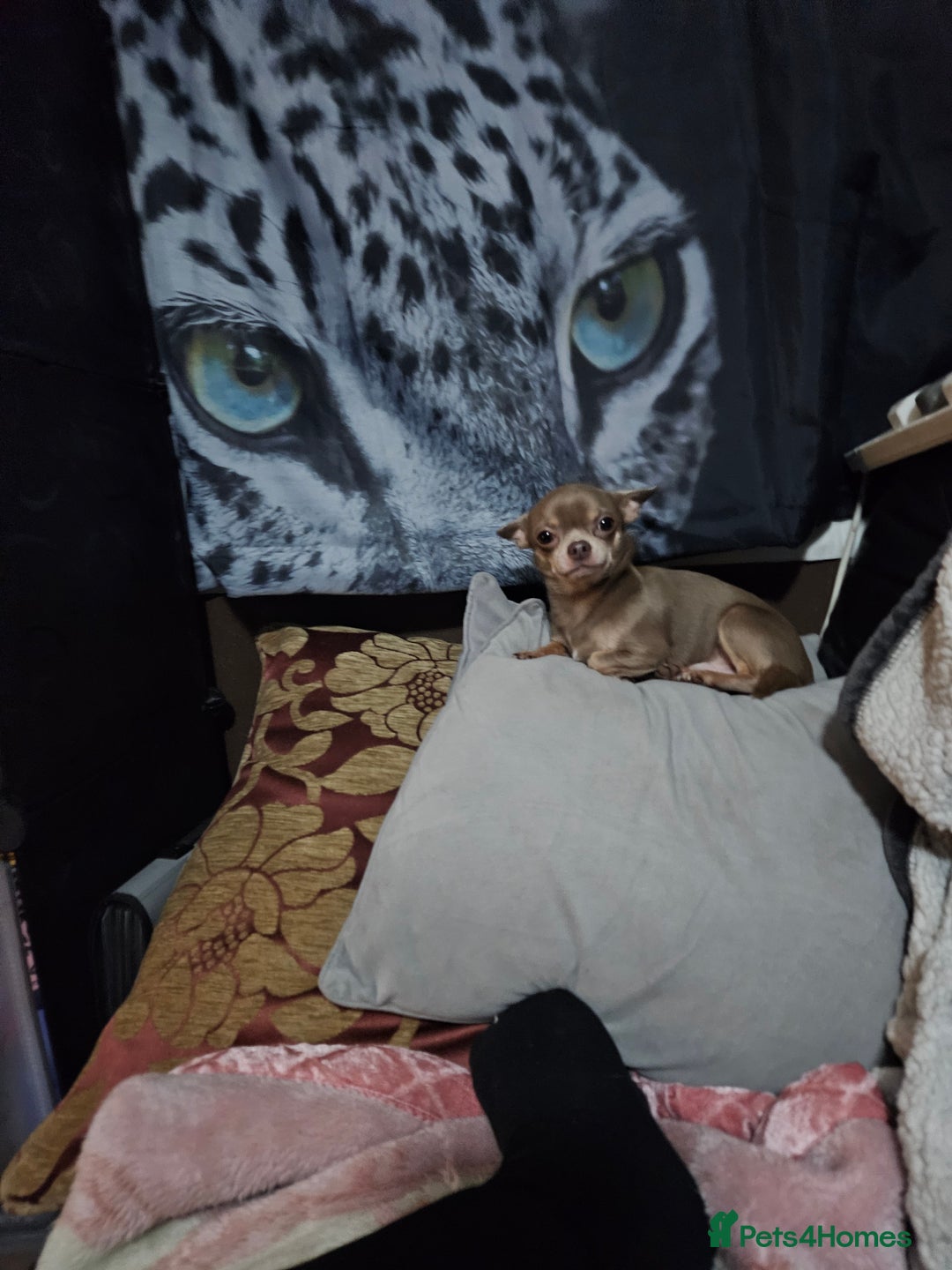 Chihuahua dogs for sale: Kc lilac small chihuahua  - Image 9