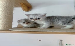 Scottish Fold cats for sale: Two Cute Scottish Fold Kittens - Image 6