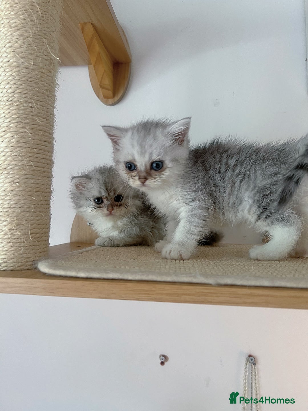 Scottish Fold cats for sale: Two Cute Scottish Fold Kittens - Image 6