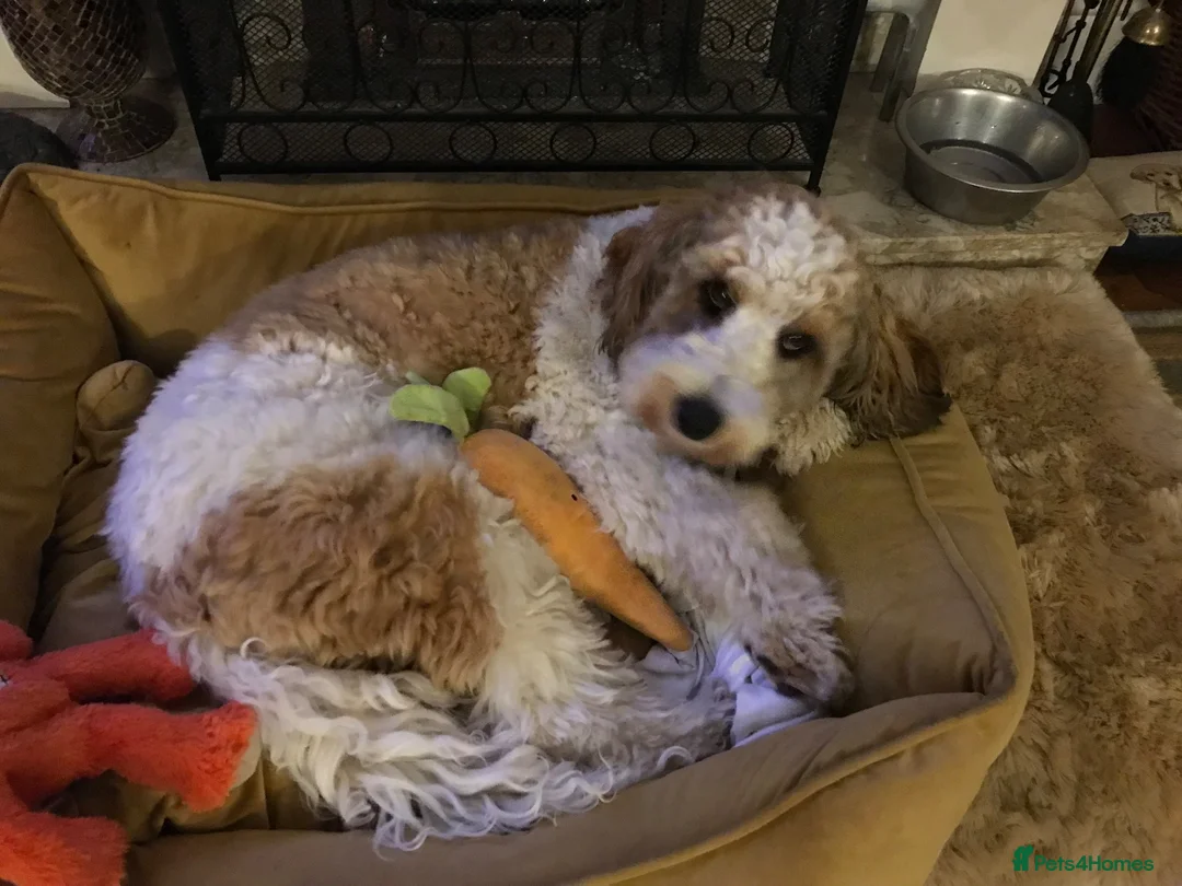 Mixed Breed dogs for sale: Rare Parti Colour CockalierPoos 5* breeder of 25yr - Advert 2
