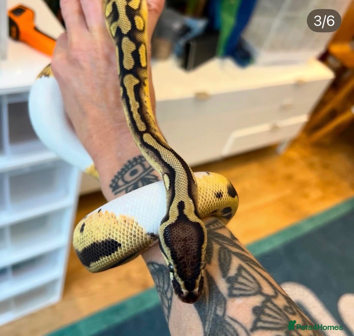 Python Snake reptiles VERY FRIENDLY Pastel Pied-bright yellow - Advert 1