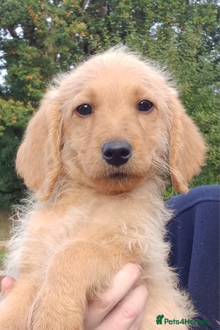 Labradoodle dogs - Advert 3