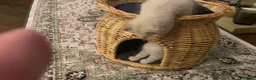 Neva Masquerade cats for sale: Neva masquerade kittens tica full ped in Derby - Advert 5