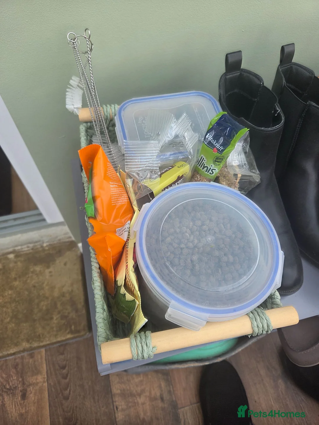 Mixed Breed rabbits for sale: 2x male guinea pigs ( brothers) - Advert 12