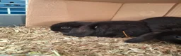 Mini Lop rabbits for sale: Stunning mini lops - Advert 3